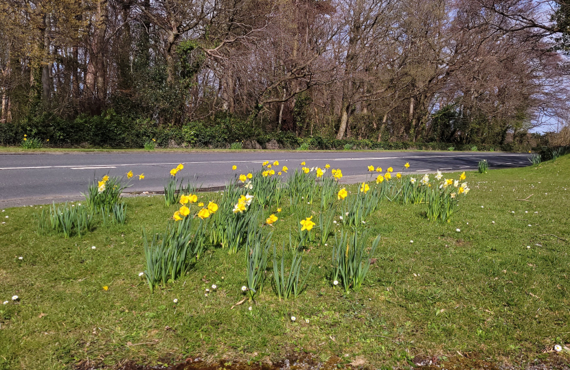 Daffodils