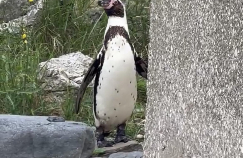 Penguin