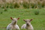 lambs 