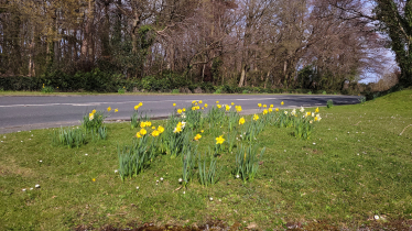 Daffodils