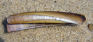 Razor Clam